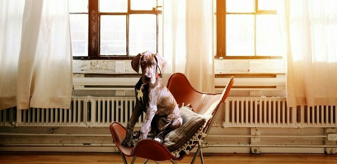 Is Vinyl Plankenvloeren Goed Voor Honden?